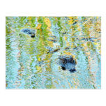 Gators Aligators Swamps Post Card
