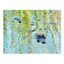 Gators Aligators Swamps Post Card