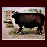 Gauci Hereford Cattle Postcard postcards