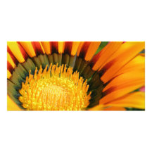 Gazania Photo Greeting Card