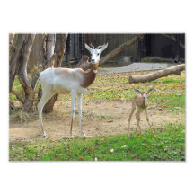 Gazelle and Baby Photograph