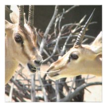 Gazelle Pair Invitations