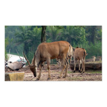 Gazelle, zoo d'animal sauvage, 羚. carte de visite