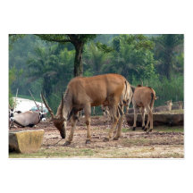 Gazelle, zoo d'animal sauvage, 羚. cartes de visite personnelles