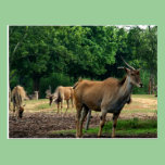 Gazelles postcards