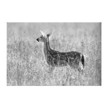 Gazing Fawn B&W 36X24 Wrapped Canvas Stretched Canvas Prints
