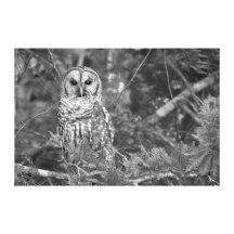 Gazing Owl B&W 36X24 Wrapped Canvas Stretched Canvas Prints