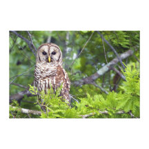 Gazing Owl Colour 36X24 Wrapped Canvas Canvas Prints