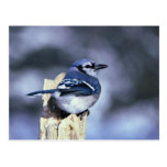 Geai bleu cartes postales
