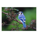 Geai bleu, cristata 2 de Cyaoncitta Photographie