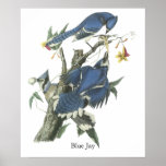 Geai bleu, John Audubon Posters