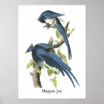 Geai de pie, John Audubon Posters