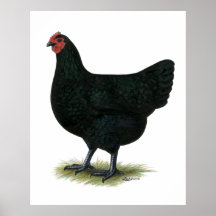 Géant du Jersey :  Poule noire Affiche