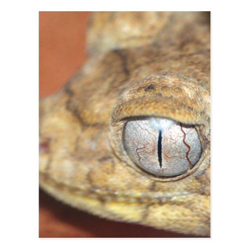 Gecko Eye Postcard