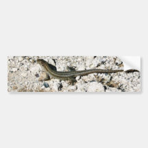 Gecko Lizard Bumper Sticker