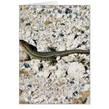 Gecko Lizard Cards