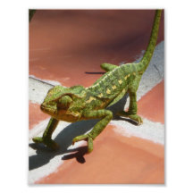 gecko photo print