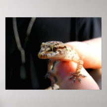 Gecko Poster