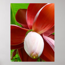 Gecko sur la fleur de banane affiche