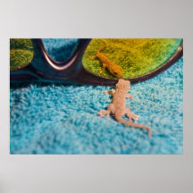 Gecko with Sunglasses Print