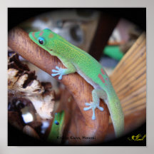 Geckos Of Alii Gardens Posters