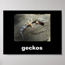 geckos poster