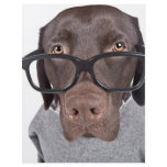 Geeky Dawg