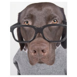 Geeky Dawg
