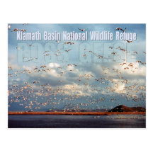 Geese at Klamath Basin National Wildlife Refuge Post Card