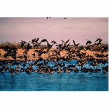 Geese on Owen's Bay, Wetlands Photo Sculptures