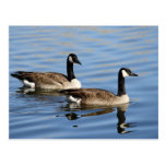 Geese on water post card