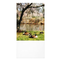 Geese Under Flowering Tree Closeup Personalized Photo Card