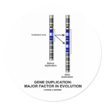 Gene Duplication: Major Factor In Evolution Round Stickers