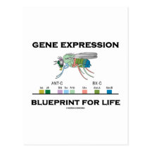 Gene Expression Blueprint For Life Homeobox Genes Post Cards