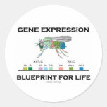 Gene Expression Blueprint For Life Homeobox Genes Stickers