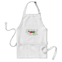 General Anatomy of a Cat Felis Silvestris Catus Apron