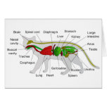 General Anatomy of a Cat Felis Silvestris Catus Card