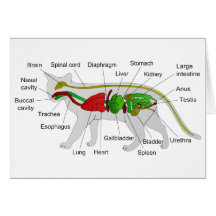 General Anatomy of a Cat Felis Silvestris Catus Card
