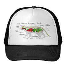 General Anatomy of a Cat Felis Silvestris Catus Hat
