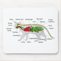 General Anatomy of a Cat Felis Silvestris Catus Mouse Pad