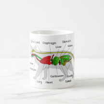 General Anatomy of a Cat Felis Silvestris Catus Coffee Mugs