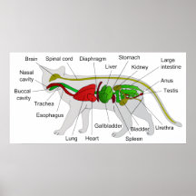 General Anatomy of a Cat Felis Silvestris Catus Print
