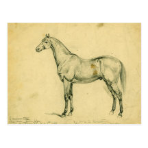 General Grant's War Horse Postcards