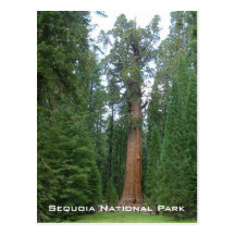 General Sherman Postcard