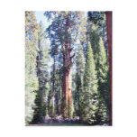 General Sherman Trees Forrests Post Card