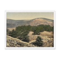 General view of the cedars of Lebanon, Lebanon, Ho Post Cards