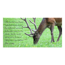 Gentle Deer Card Photo Card