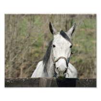 Gentle Fellow 10x8 Photographic Print