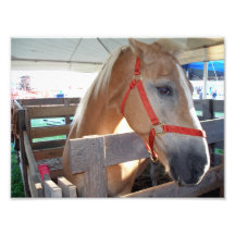 Gentle Horse Photo Print