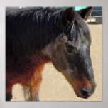 Gentle Old Soul Pony Horse - Horses and Ponies
